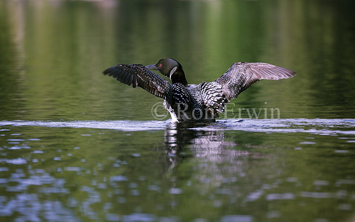 Common Loon