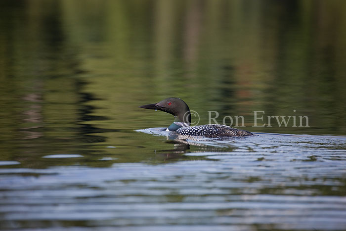 Common Loon
