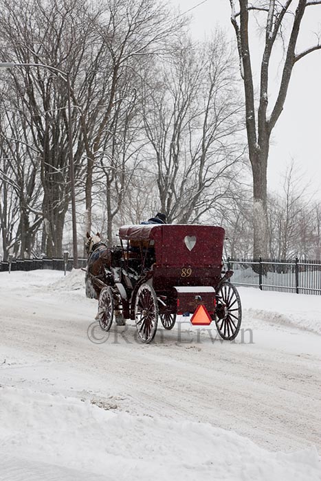 Horse Drawn Carriage in Quebec City