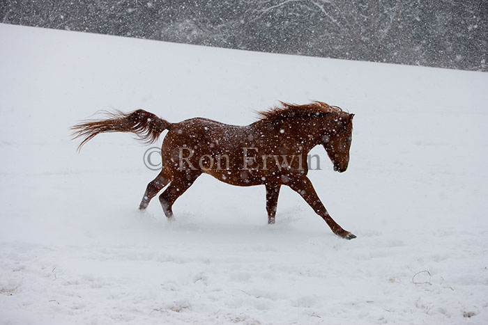 Arabian Stallion in a Snowstorm