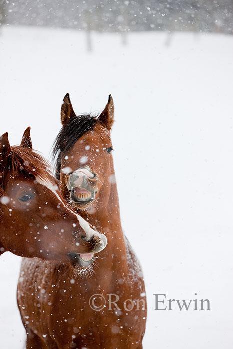 Smiling Horses