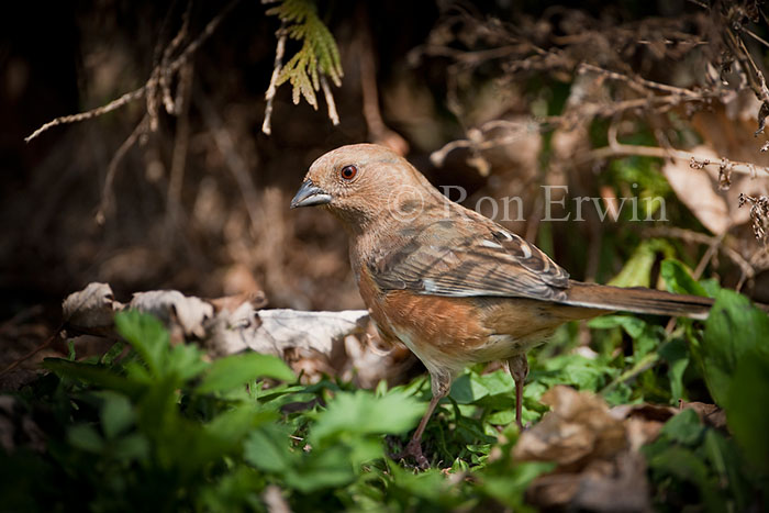 Female Eastern Towhee