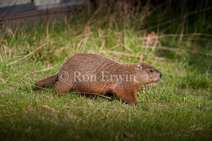 Groundhog