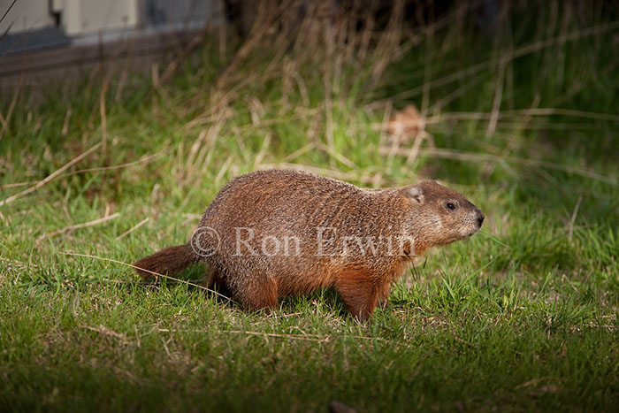 Groundhog