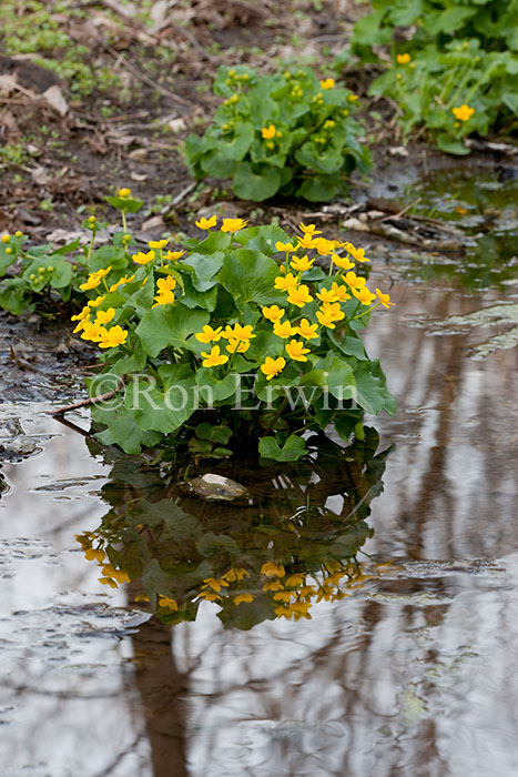 Marsh Marigolds
