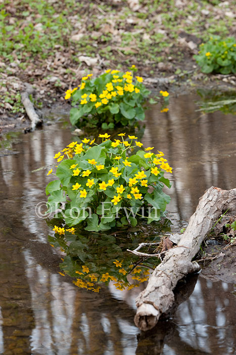 Marsh Marigolds