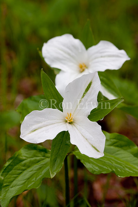 Trillium with Virus