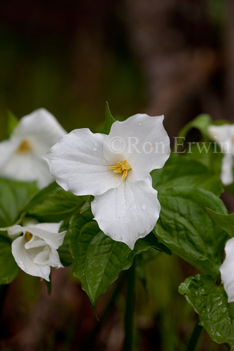 White Trilliums