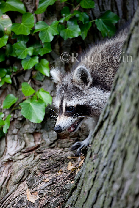 Raccoon in Tree Cavity
