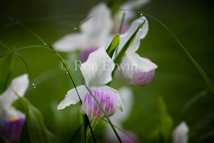 Showy Lady's Slippers