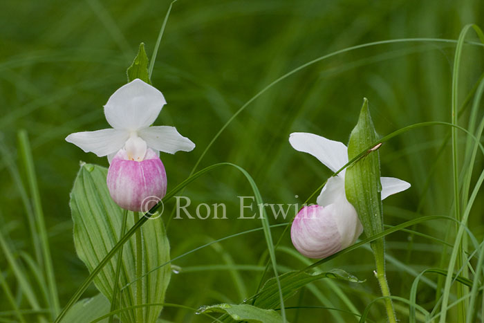 Showy Lady's Slippers