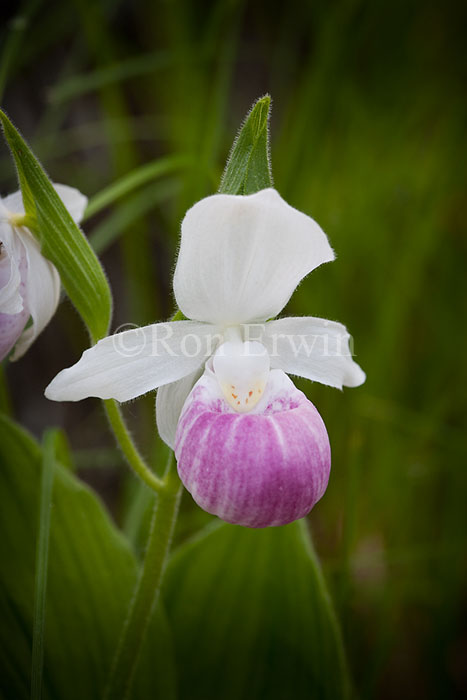 Showy Lady's Slipper