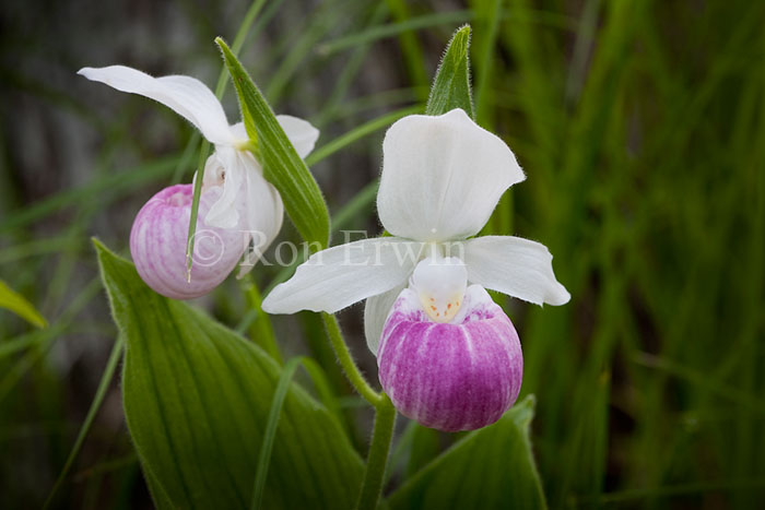 Showy Lady's Slippers