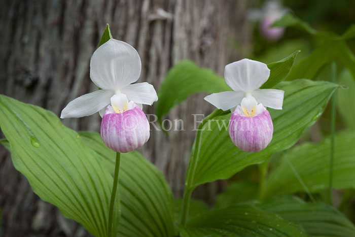 Showy Lady's Slippers