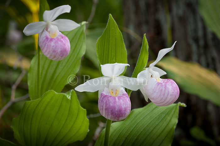 Showy Lady's Slippers