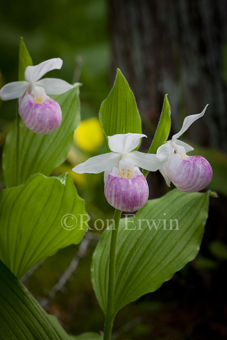 Showy Lady's Slippers