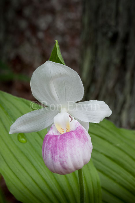 Showy Lady's Slipper