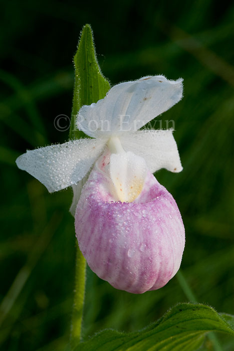 Showy Lady's Slipper
