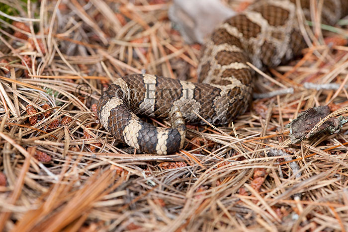 Rattlesnake Tail