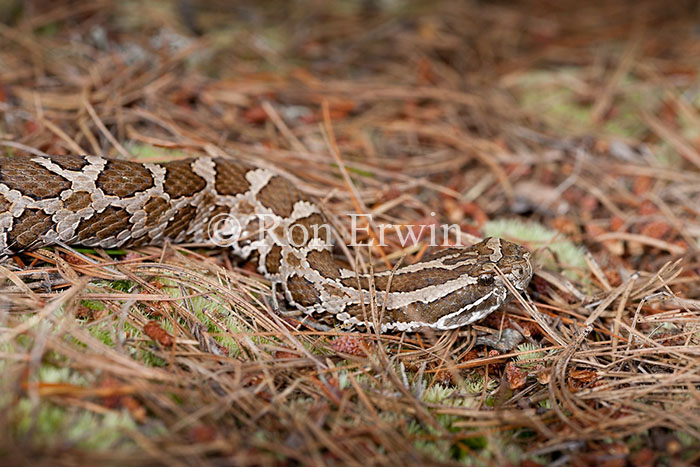 Massasauga Rattlesnake
