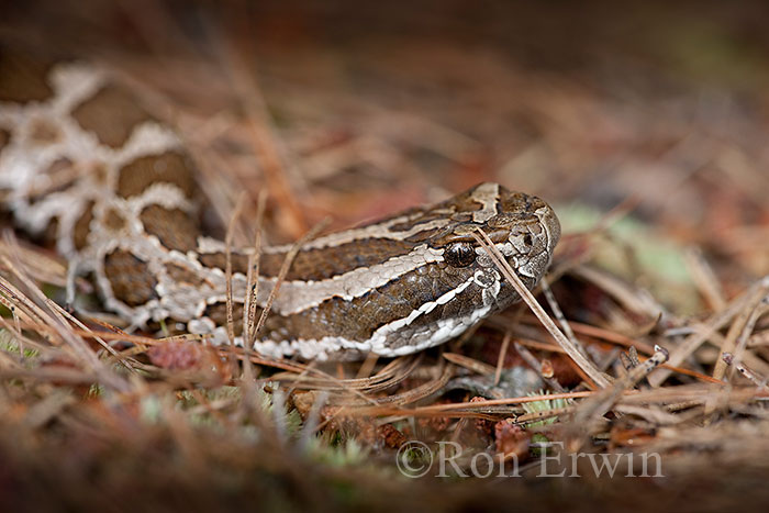 Eastern Massasauga Rattlesnake