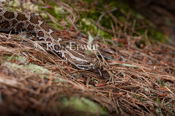 Eastern Massasauga Rattlesnake