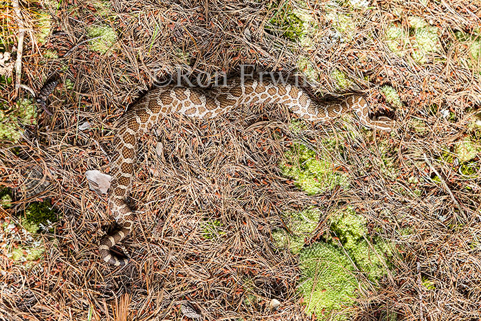 Massasauga Rattlesnake