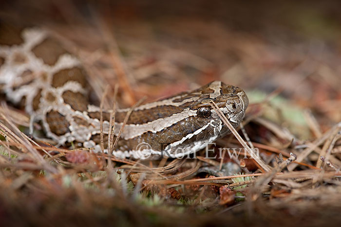 Eastern Massasauga Rattlesnake