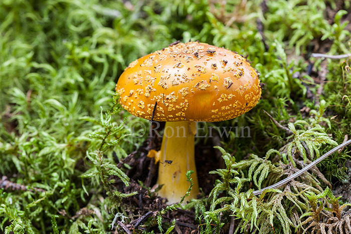 Fly Agaric Fungi