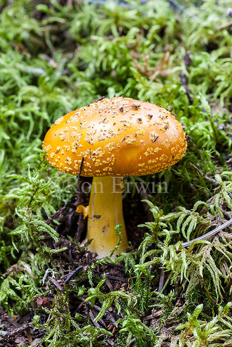 Fly Agaric Fungi
