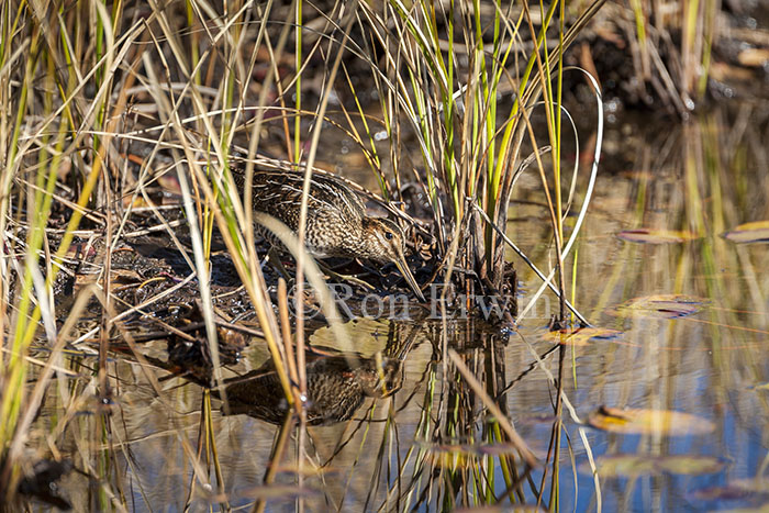 Wilson's Snipe