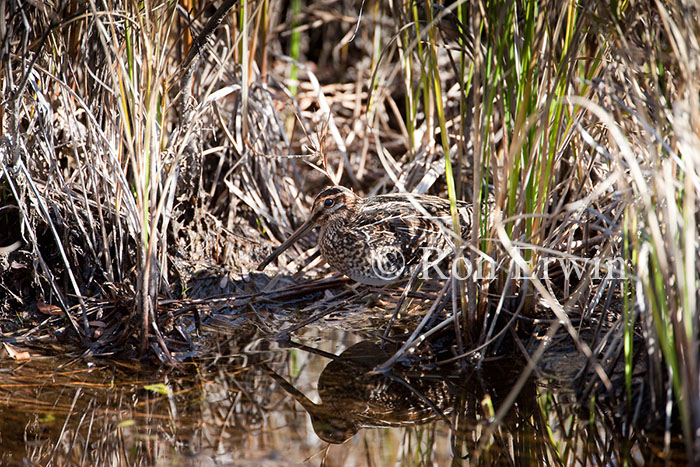 Wilson's Snipe Camouflaged