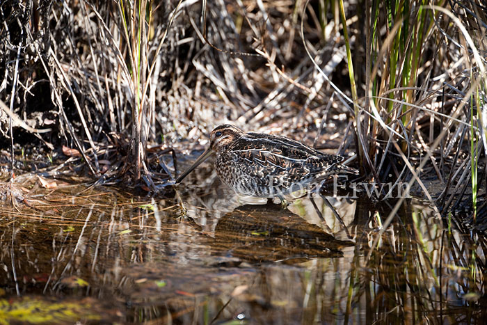 Wilson's Snipe