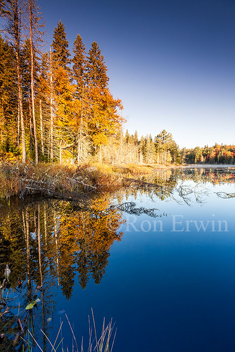 Algonquin Ontario Wetlands