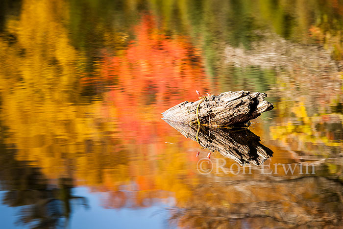 Autumn in Algonquin, ON
