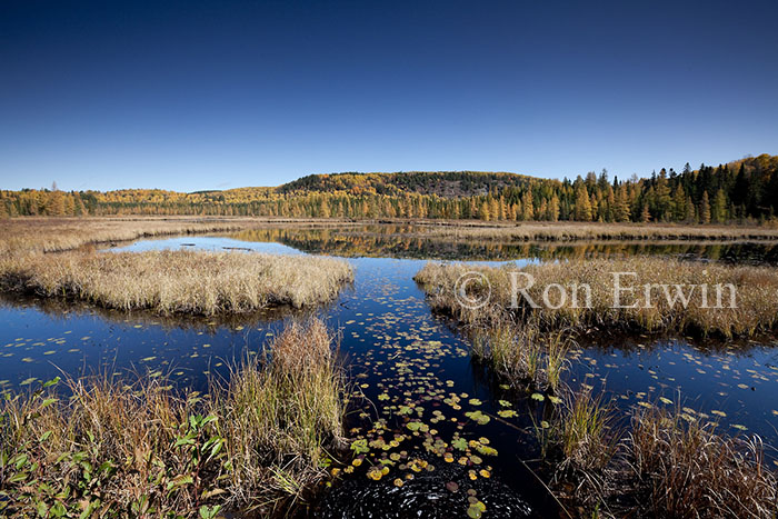 Costello Creek Autumn