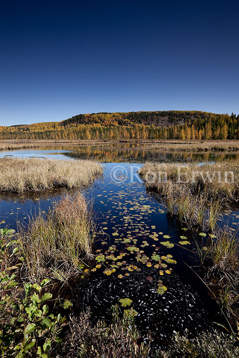 Costello Creek Autumn
