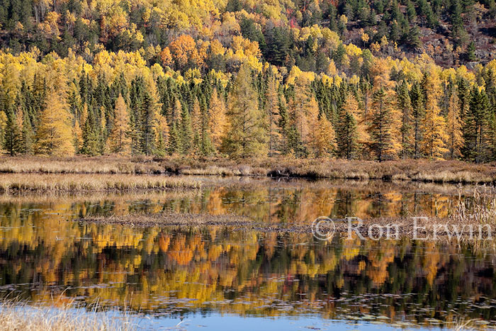 Costello Creek Autumn, ON