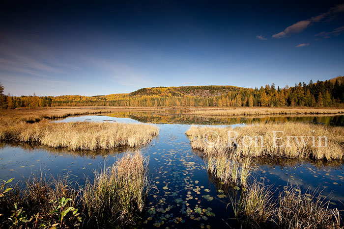 Costello Creek Autumn