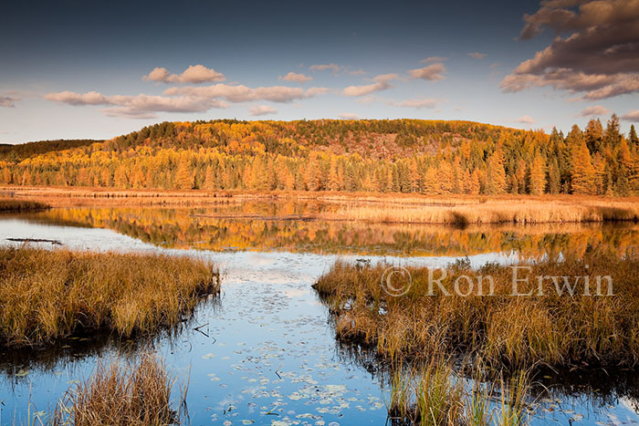 Costello Creek Autumn, ON