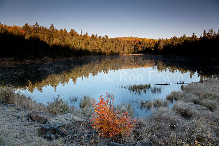 Frosted Algonquin Wetlands