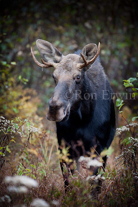 Male Moose in Autumn