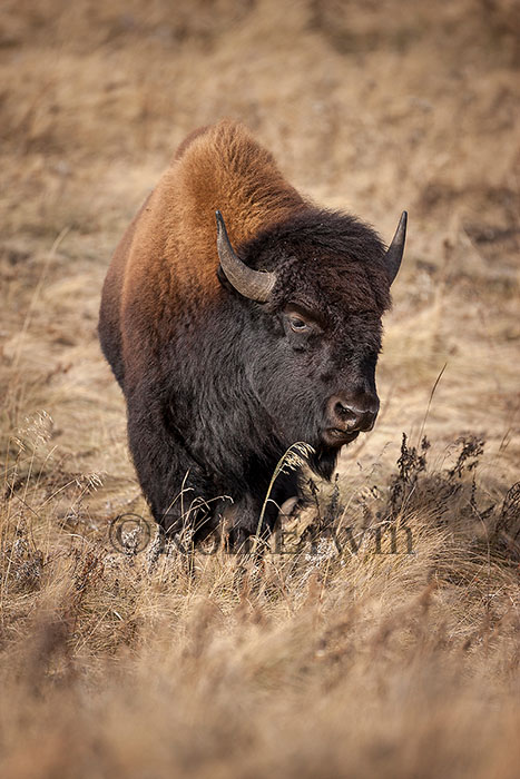 Plains Bison