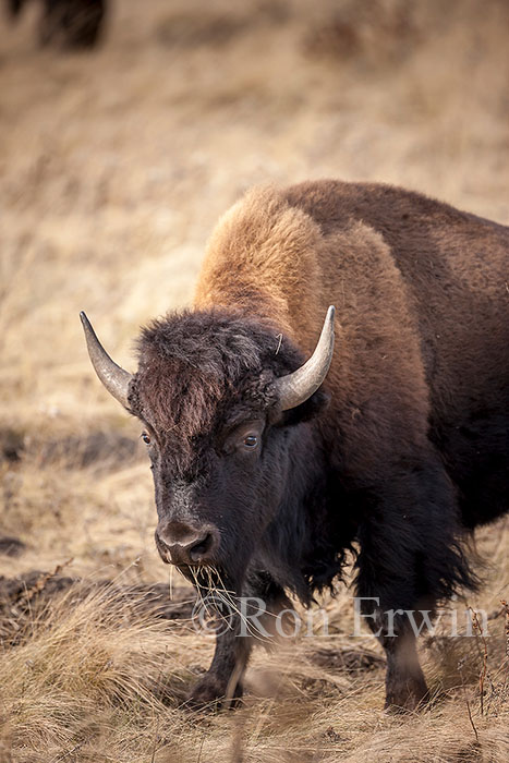 Plains Bison