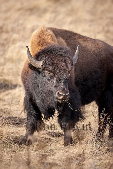 Plains Bison