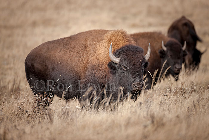 Plains Bison