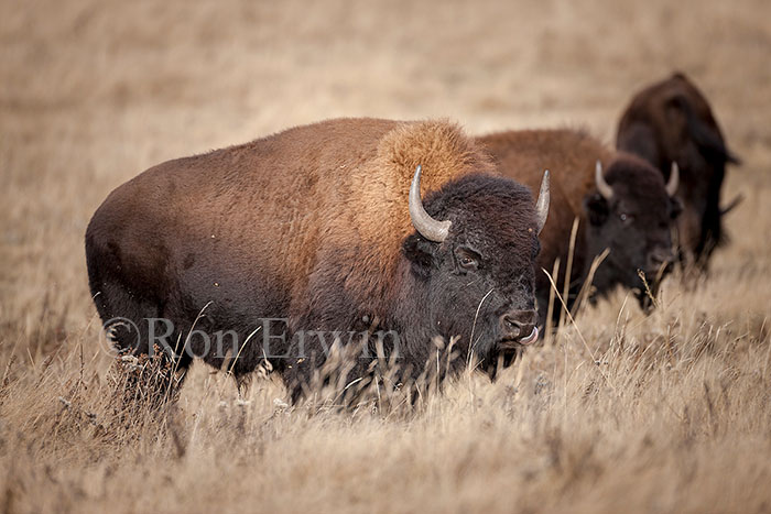 Plains Bison