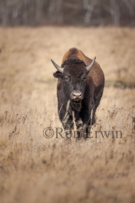Plains Bison