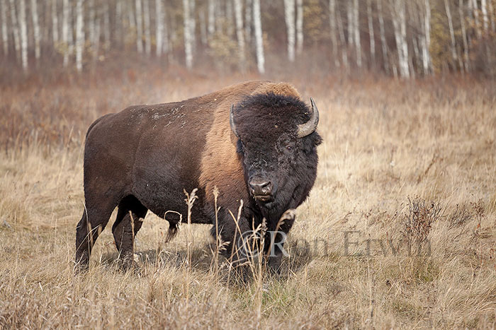 Plains Bison