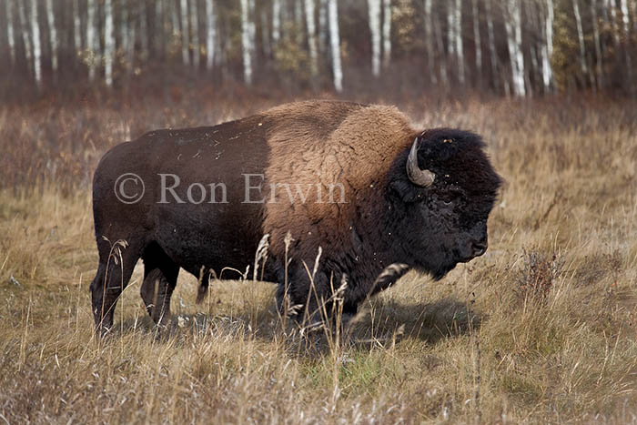 Plains Bison